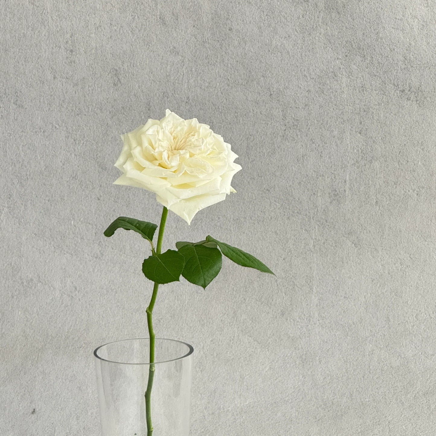 Pure rose
