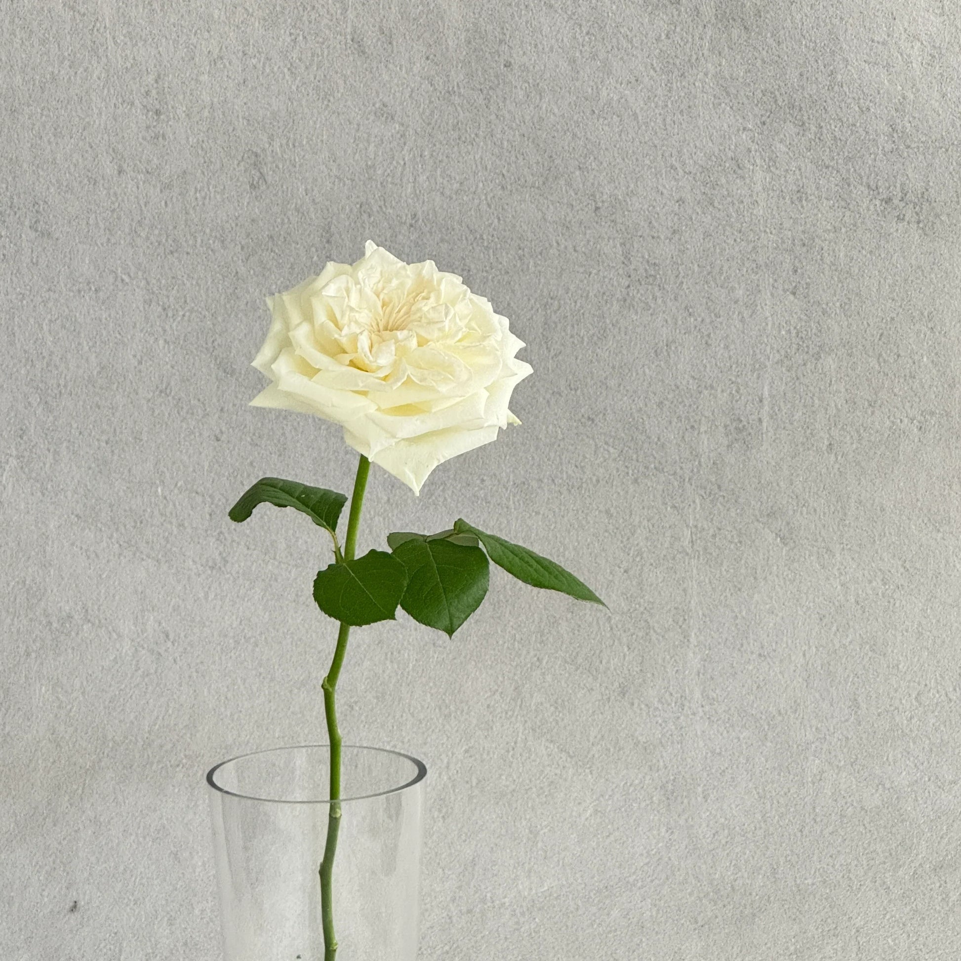 Pure rose